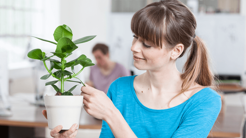 Les plantes au bureau améliore le bien-être au travail